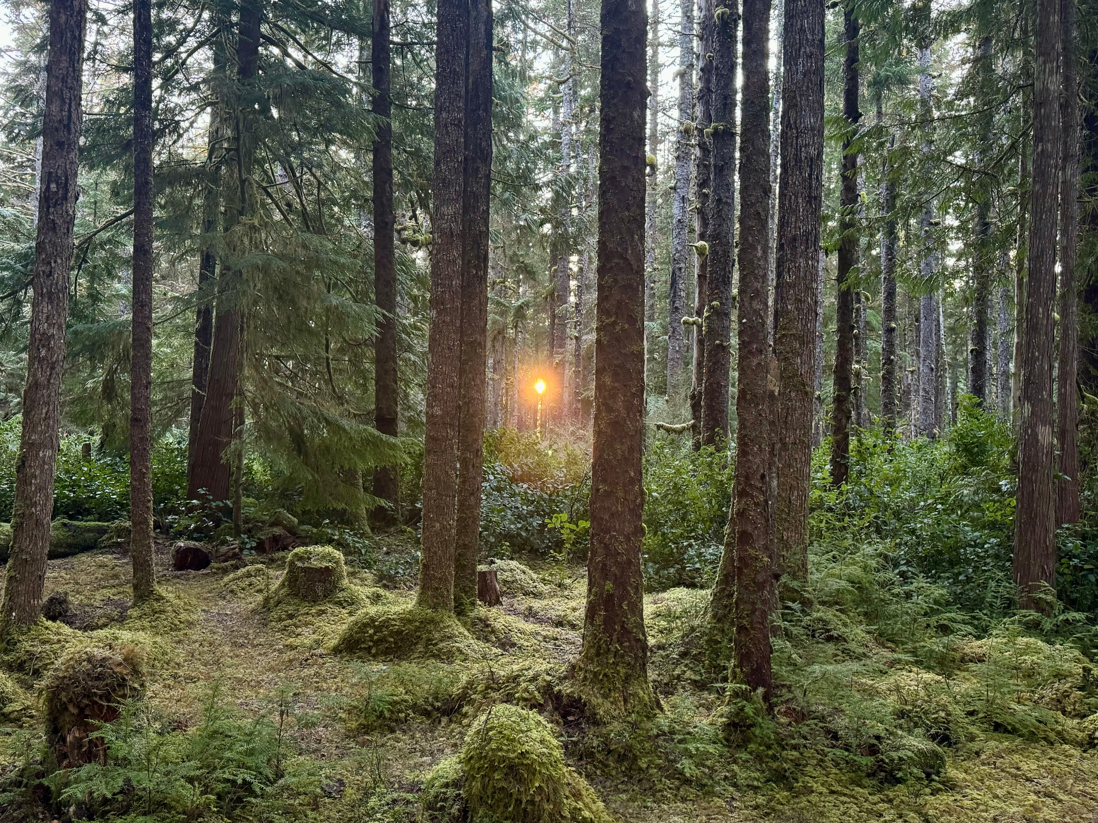 Mossy temperate rainforest in Tllaal, Haida Gwaii